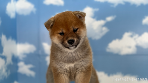 成約済の愛知県の柴犬-312151の2枚目