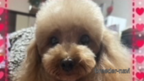 ハイジちゃん1枚目
