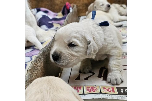 成約済の長野県のゴールデンレトリーバー-315586の18枚目