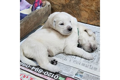 成約済の長野県のゴールデンレトリーバー-315587の17枚目