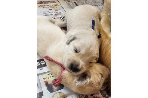 成約済の長野県のゴールデンレトリーバー-315587の16枚目