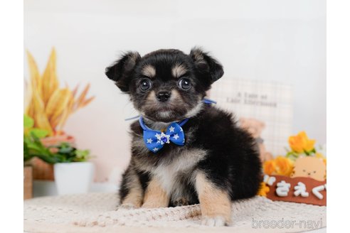 成約済の神奈川県のチワワ(ロングコート)-315662の11枚目