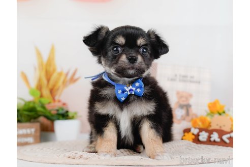 成約済の神奈川県のチワワ(ロングコート)-315662の12枚目