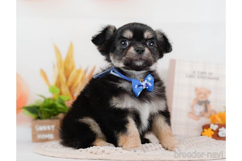 成約済の神奈川県のチワワ(ロングコート)-315662の7枚目