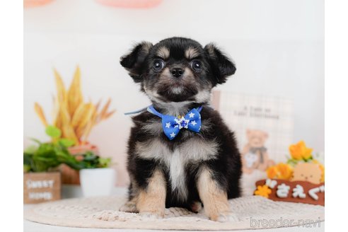 成約済の神奈川県のチワワ(ロングコート)-315662の8枚目