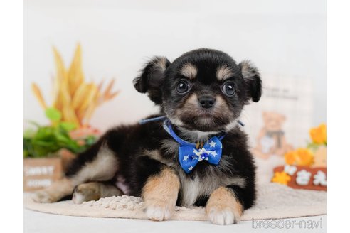 成約済の神奈川県のチワワ(ロングコート)-315662の9枚目