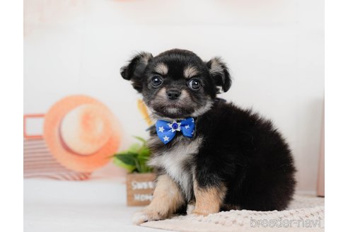 成約済の神奈川県のチワワ(ロングコート)-315662の1枚目