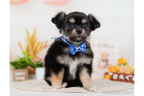 成約済の神奈川県のチワワ(ロングコート)-315662の10枚目