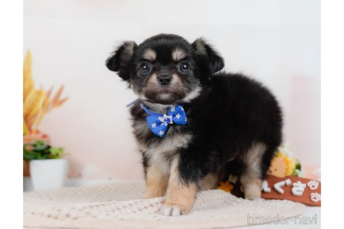 成約済の神奈川県のチワワ(ロングコート)-315662の3枚目