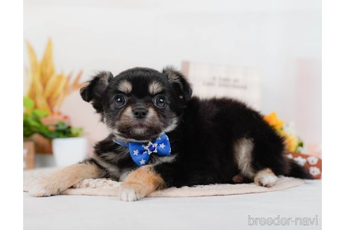 成約済の神奈川県のチワワ(ロングコート)-315662の2枚目
