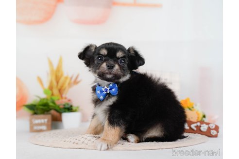 成約済の神奈川県のチワワ(ロングコート)-315662の5枚目