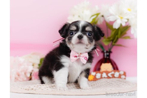 成約済の神奈川県のチワワ(ロングコート)-315664の5枚目