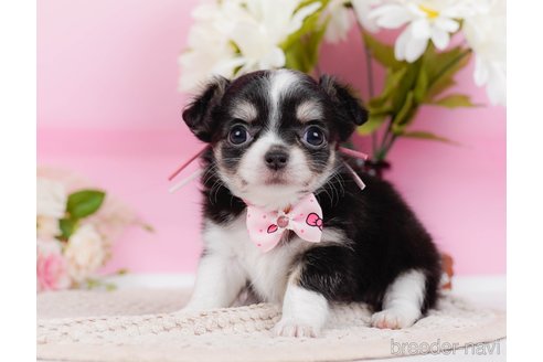 成約済の神奈川県のチワワ(ロングコート)-315664の4枚目