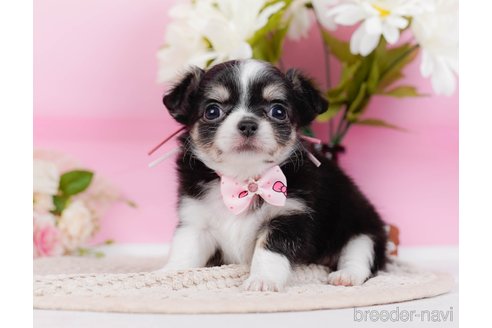 成約済の神奈川県のチワワ(ロングコート)-315664の6枚目