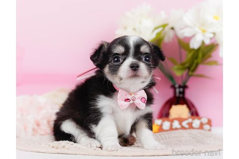 成約済の神奈川県のチワワ(ロングコート)-315664の7枚目