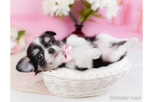 成約済の神奈川県のチワワ(ロングコート)-315664の8枚目