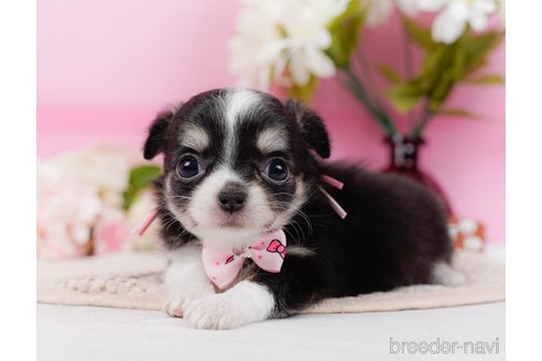 成約済の神奈川県のチワワ(ロングコート)-315664の3枚目