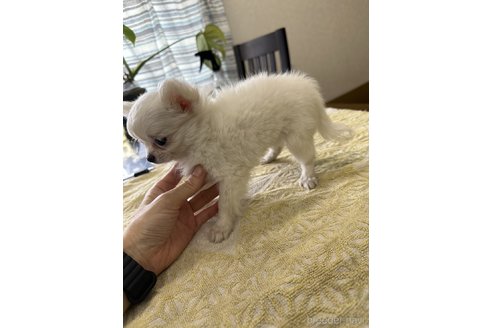 成約済の千葉県のチワワ(ロングコート)-315665の18枚目