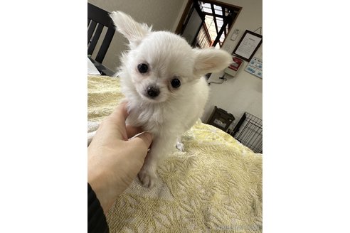 成約済の千葉県のチワワ(ロングコート)-315665の17枚目