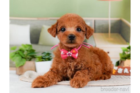 成約済の神奈川県のトイプードル-315666の15枚目