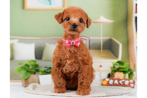 成約済の神奈川県のトイプードル-315666の10枚目