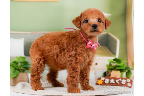 成約済の神奈川県のトイプードル-315666の11枚目