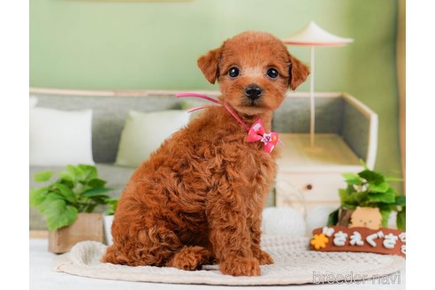 成約済の神奈川県のトイプードル-315666の13枚目