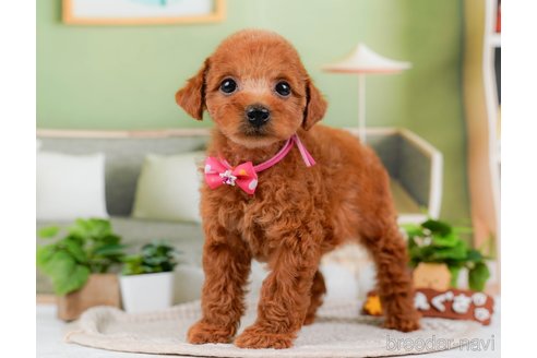 成約済の神奈川県のトイプードル-315666の14枚目