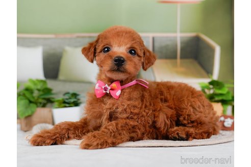 成約済の神奈川県のトイプードル-315666の5枚目