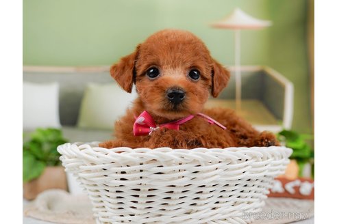 成約済の神奈川県のトイプードル-315666の6枚目