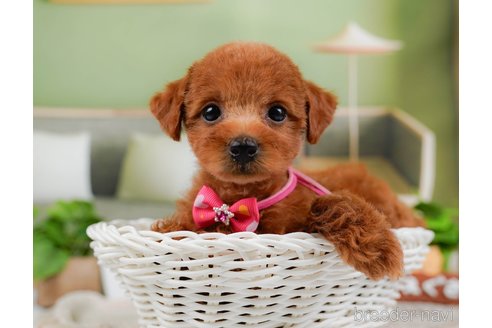 成約済の神奈川県のトイプードル-315666の7枚目