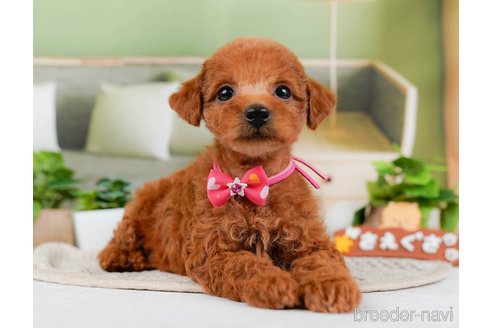 成約済の神奈川県のトイプードル-315666