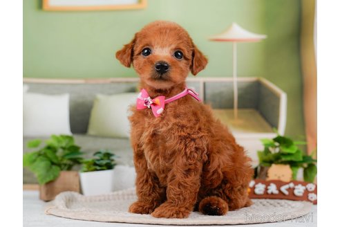 成約済の神奈川県のトイプードル-315666の8枚目