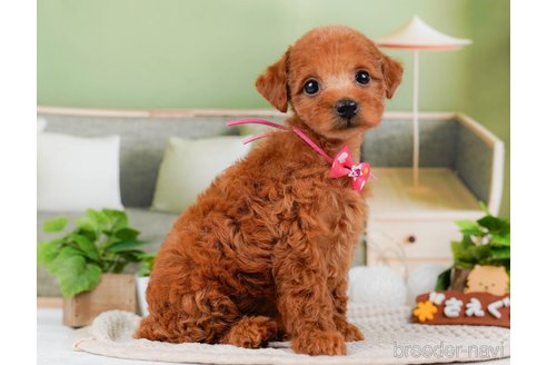 成約済の神奈川県のトイプードル-315666の9枚目