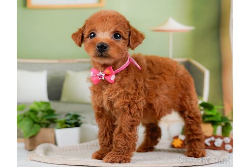 成約済の神奈川県のトイプードル-315666の3枚目