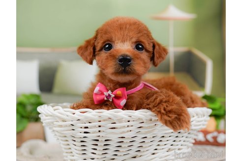 成約済の神奈川県のトイプードル-315666の4枚目