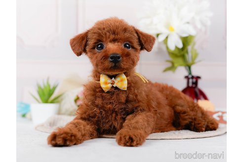 成約済の神奈川県のトイプードル-315668の11枚目