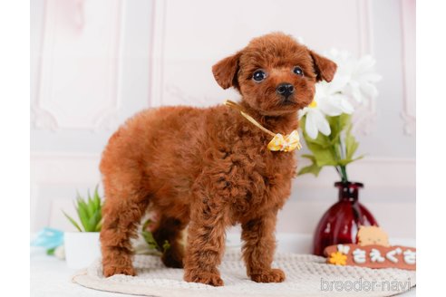 成約済の神奈川県のトイプードル-315668の12枚目