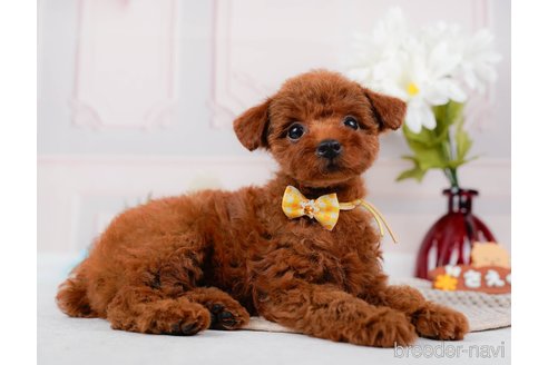 成約済の神奈川県のトイプードル-315668の13枚目