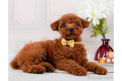 成約済の神奈川県のトイプードル-315668の14枚目