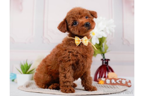 成約済の神奈川県のトイプードル-315668の7枚目