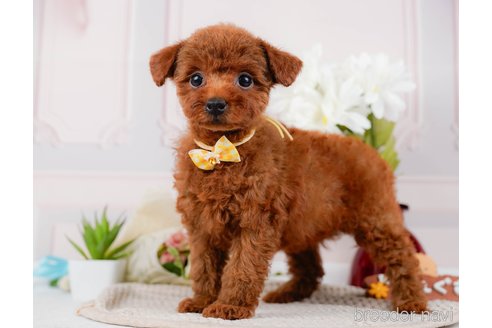 成約済の神奈川県のトイプードル-315668の8枚目