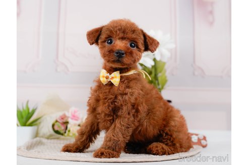 成約済の神奈川県のトイプードル-315668の9枚目