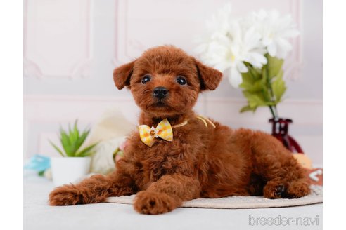 成約済の神奈川県のトイプードル-315668の10枚目