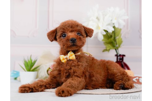 成約済の神奈川県のトイプードル-315668の4枚目