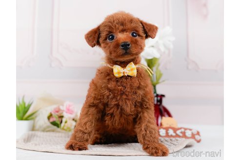 成約済の神奈川県のトイプードル-315668