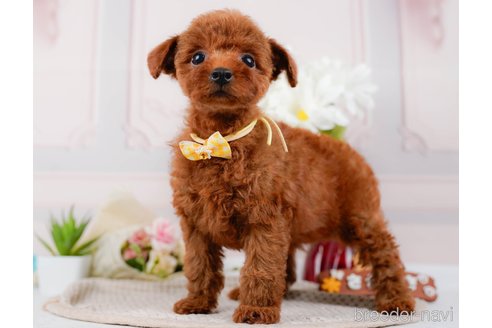 成約済の神奈川県のトイプードル-315668の5枚目