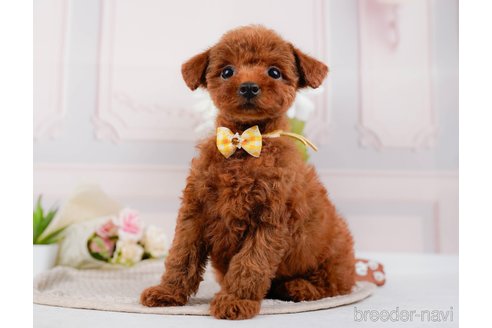 成約済の神奈川県のトイプードル-315668の6枚目