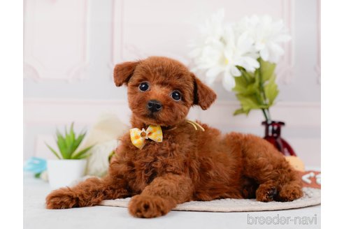 成約済の神奈川県のトイプードル-315668の2枚目