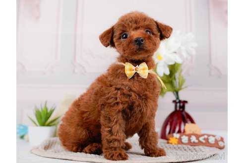 成約済の神奈川県のトイプードル-315668の3枚目